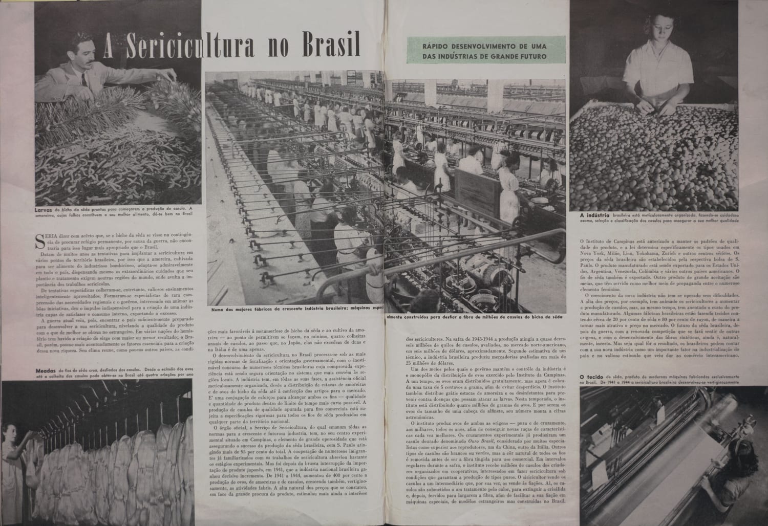 Fotografia mostrando fase inicial da criação de bicho-da-seda em instalações industriais modernas.